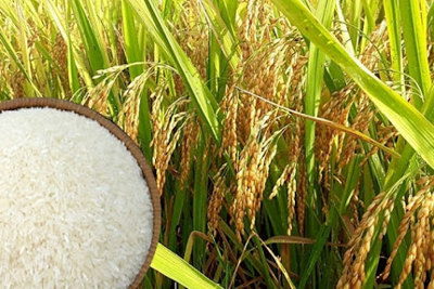 Giá chào bán gạo xuất khẩu của Việt Nam tiếp tục ổn định