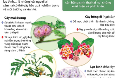[Infographic] Những loài thực vật ngoại lai xâm hại nguy hiểm tại Việt Nam