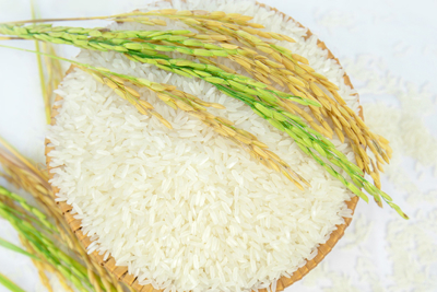 Giá lúa gạo ngày 11/6: Giá lúa Hè thu thu hoạch sớm giảm