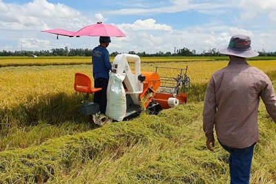 Ngày 24/6, giá lúa gạo duy trì ổn định