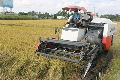 Giá lúa gạo hôm nay 30/6: Áp lực cạnh tranh lớn, giá gạo xuất khẩu giảm thêm 5 USD/tấn