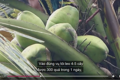 [Video] Kiếm gần triệu đồng mỗi ngày trong đợt nắng nóng nhờ trèo dừa
