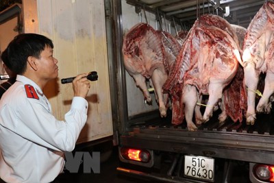 TP. Hồ Chí Minh phát hiện thêm ổ dịch tả lợn châu Phi