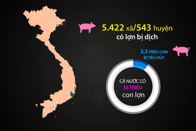 [Video] Hơn 3 triệu con lợn nhiễm dịch tả Châu Phi bị tiêu hủy