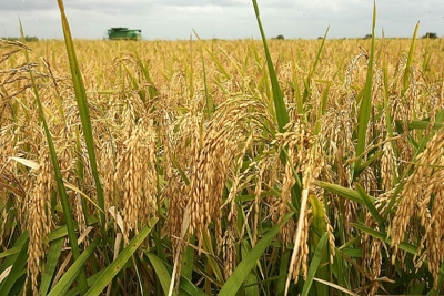 Giá lúa gạo hôm nay 22/7: Giá gạo giảm mạnh