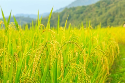 Giá lúa gạo hôm nay 27/7: Giá lúa đồng loạt giảm mạnh