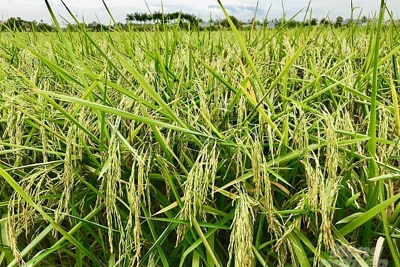 Giá lúa gạo hôm nay 28/7: Giá lúa OM 5451 giảm 100 đồng