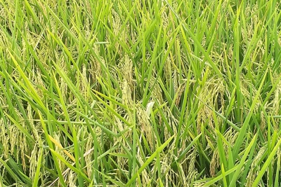 Giá lúa gạo hôm nay 30/7: Giá lúa đi ngang, giá phụ phẩm tăng nhẹ
