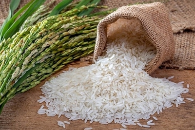 Giá lúa gạo hôm nay 31/7: Giá lúa tiếp tục giảm