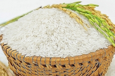 Giá lúa gạo hôm nay 7/8: Cuối tuần giá lúa gạo đi ngang