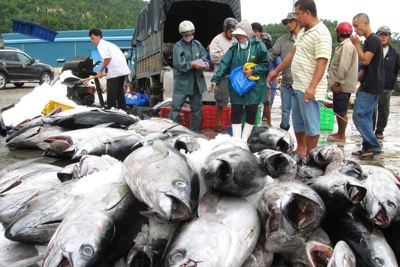 Đánh giá hiệu quả kinh tế từ khai thác cá ngừ đại dương tại tỉnh Phú Yên