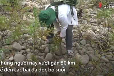 [Video] Sưu tầm đá lạ dọc bờ suối ở Quảng Ngãi