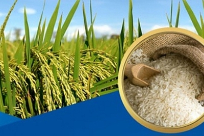 Giá lúa gạo hôm nay 16/8: Giá lúa có xu hướng tăng, giá gạo giảm mạnh