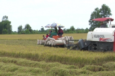 Giá lúa ở mức thấp, giá gạo xu hướng tăng
