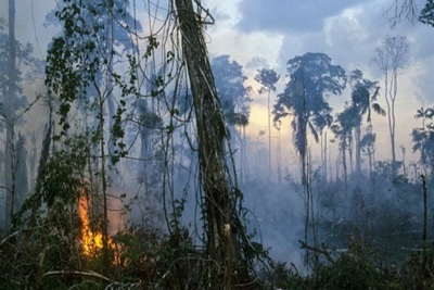 [Video] Hậu quả nếu rừng mưa Amazon bị phá hủy hoàn toàn