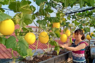 [Video] Vườn dưa trĩu quả vàng óng trên sân thượng ở Hà Nội