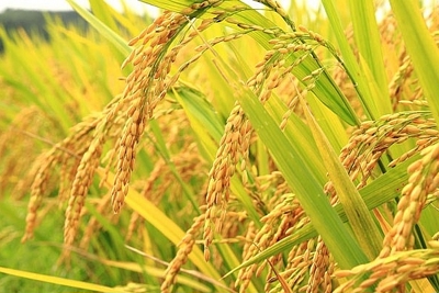 Giá lúa gạo xu hướng tăng
