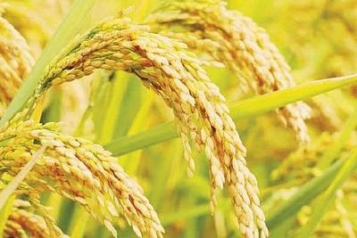 Giá lúa nhích tăng, giá gạo đi ngang