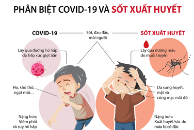 [Infographics] Phân biệt Covid-19 và sốt xuất huyết