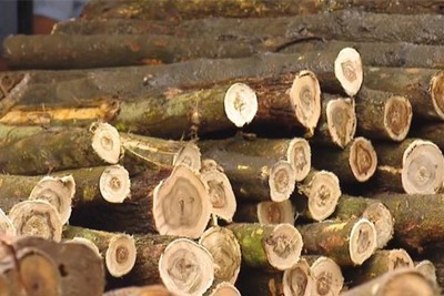 Kiểm soát chặt gỗ nguyên liệu bạch dương nhập khẩu 