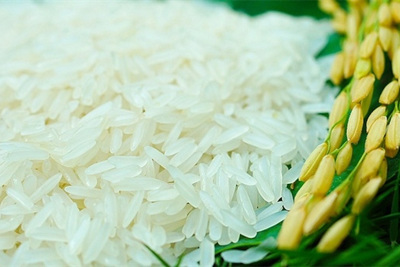 [Infographics] Tìm hiểu về loại gạo Việt Nam ngon nhất thế giới 