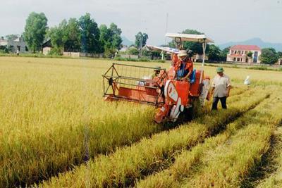 Vĩnh Long: Xây dựng vùng nguyên liệu lúa gạo giai đoạn 2015 – 2020