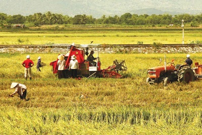  Năm 2015: Cả nước ước đạt hơn 45 triệu tấn lúa