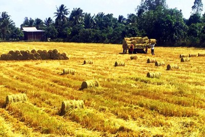 Đa dạng thị trường xuất khẩu gạo 