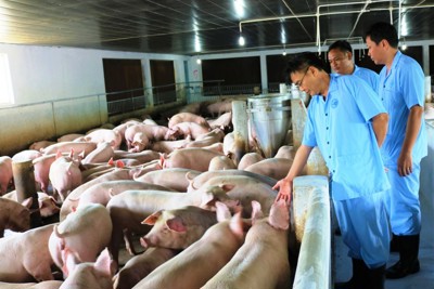 FAO cam kết hỗ trợ Việt Nam ứng phó dịch tả lợn châu Phi