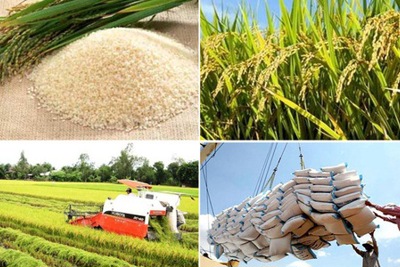 Bộ Công Thương kiến nghị Chính phủ tiếp tục cho xuất khẩu gạo trở lại
