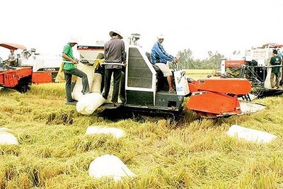 Sớm chính quy hóa sản xuất lúa gạo