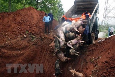 Bùng phát mạnh bệnh Dịch tả lợn châu Phi tại tỉnh Hà Nam