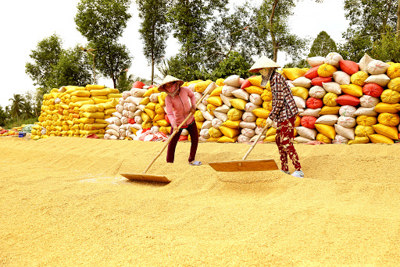 Xuất khẩu lúa gạo: Giữ an toàn và chớp đúng thời cơ