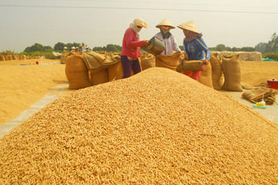 Kiên Giang thúc đẩy liên kết, phát triển chuỗi giá trị lúa gạo