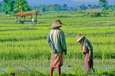 Thái Lan dành 10 tỷ USD cho kế hoạch phục hồi nông nghiệp