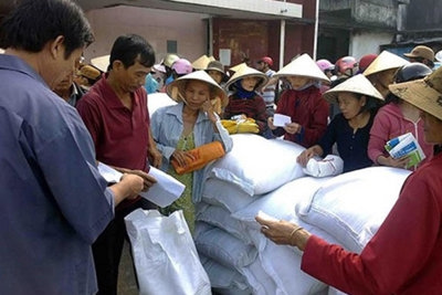 Hơn 1.000 tấn gạo hỗ trợ tỉnh Cao Bằng trong dịp giáp hạt