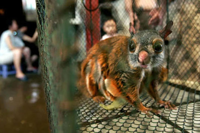  Xử lý nghiêm hành vi mua bán động vật hoang dã trái pháp luật
