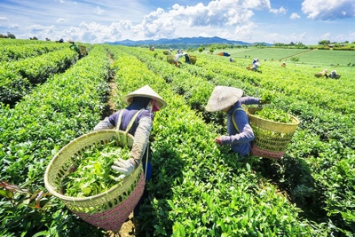 Hiện trạng phát triển của doanh nghiệp nhỏ và vừa trên địa bàn TP. Thái Nguyên