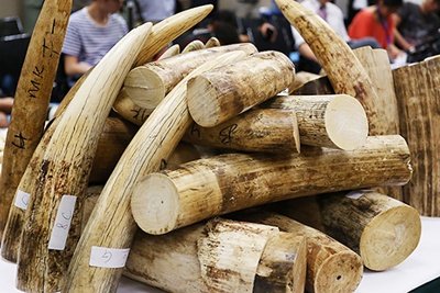 Từ năm 2021 - Singapore cấm buôn bán ngà voi trong nước 