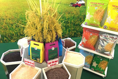 Giá gạo Việt Nam xuất khẩu vượt qua Thái Lan