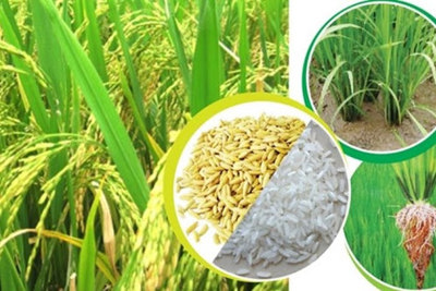 Gạo Việt Nam trên thị trường thế giới đang có giá tốt