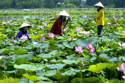 Du lịch sinh thái thúc đẩy phát triển kinh tế nông thôn vùng Đồng bằng sông Cửu Long 