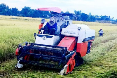 Miền Trung: Tranh thủ thu hoạch lúa