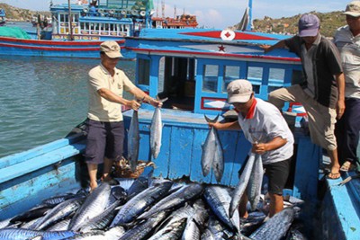 Nỗ lực triển khai các giải pháp gỡ 'thẻ vàng' đối với thủy sản Việt Nam