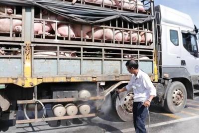 An Giang kiểm soát vận chuyển lợn ở khu vực biên giới