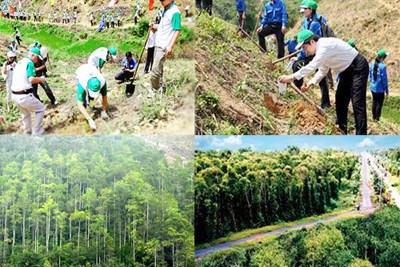 Chính phủ: Hỗ trợ ngân sách nhà nước trong đầu tư bảo vệ và phát triển rừng