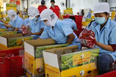 Vì sao trái cây Việt chưa rộng đường xuất khẩu?