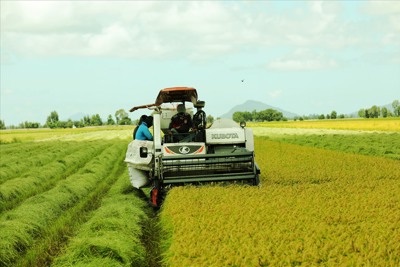 Việt Nam đang có lợi thế giành ngôi vị á quân về xuất khẩu gạo