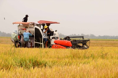  Ấn Độ cấm xuất khẩu tấm, cơ hội cho lúa gạo Việt tăng tốc