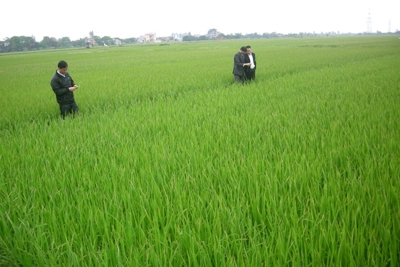 Chuyển đổi sang trồng lúa carbon thấp giúp Việt Nam đạt mục tiêu giảm phát thải
